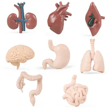 Aids Ankstyvasis ugdymas Švietimo Žaislai, Kepenų, Inkstų, Plaučių, Širdies, Pilvo Vidaus Organų Figūrėlės Žmogaus Organų modelis